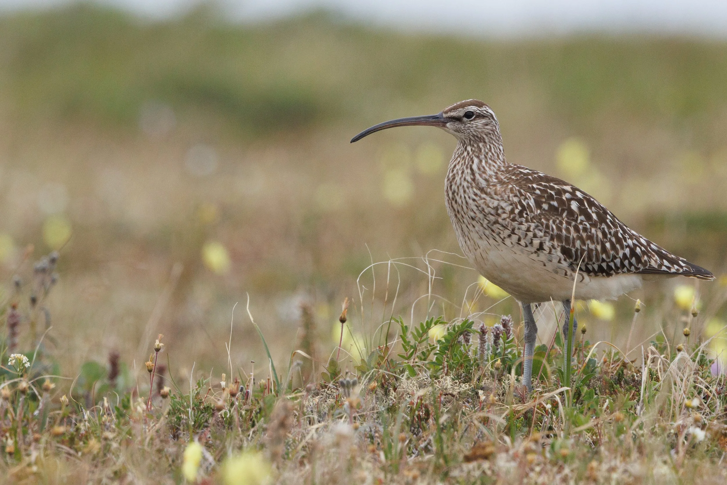 Bristle-thighed Curlew