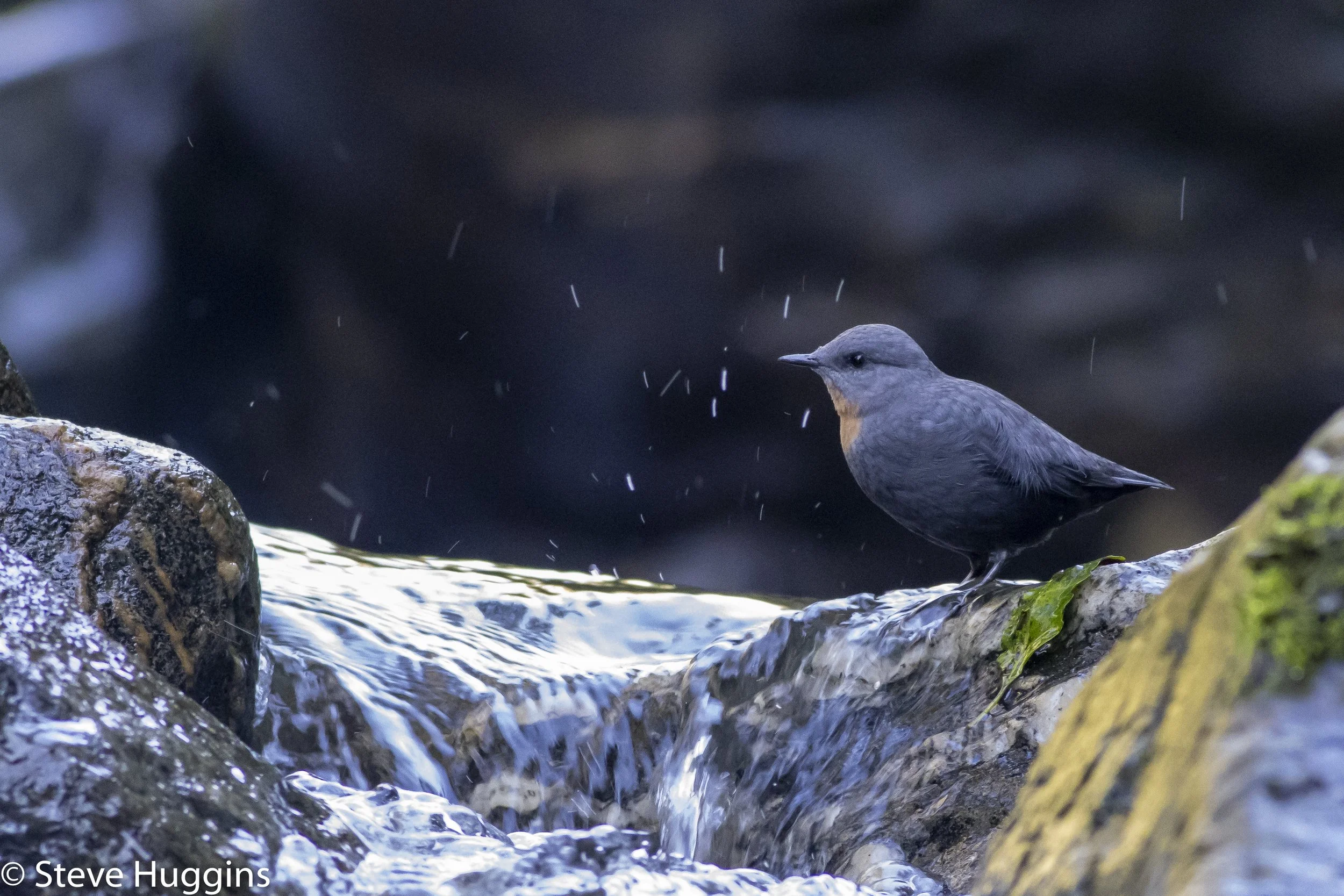 Rufous-throated Dipper