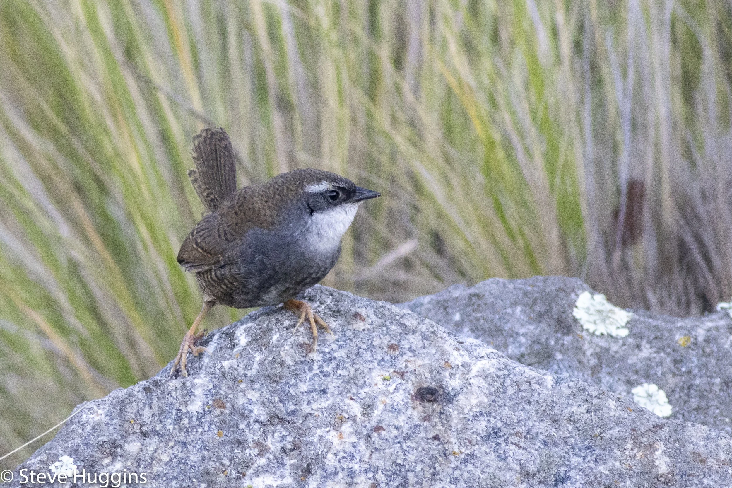 White-browed Tapaculo