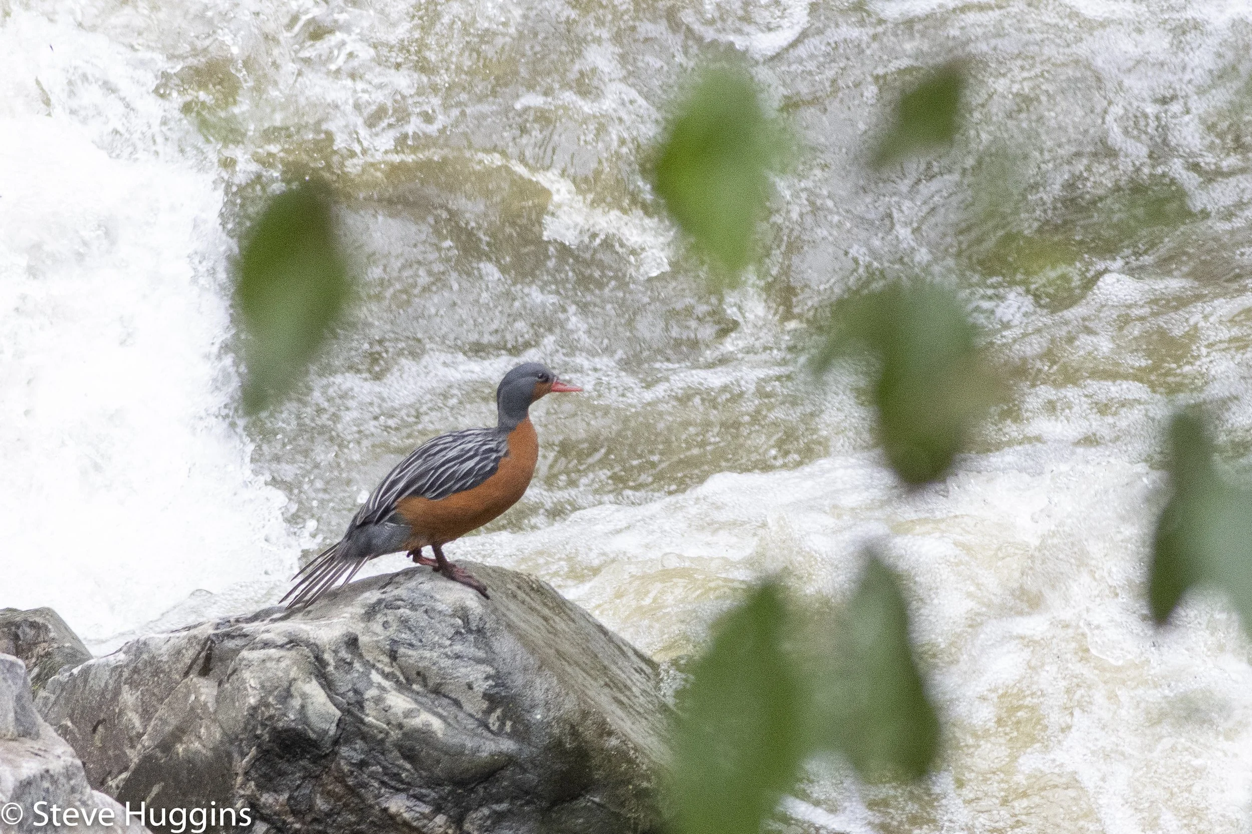 Torrent Duck-2778.jpg