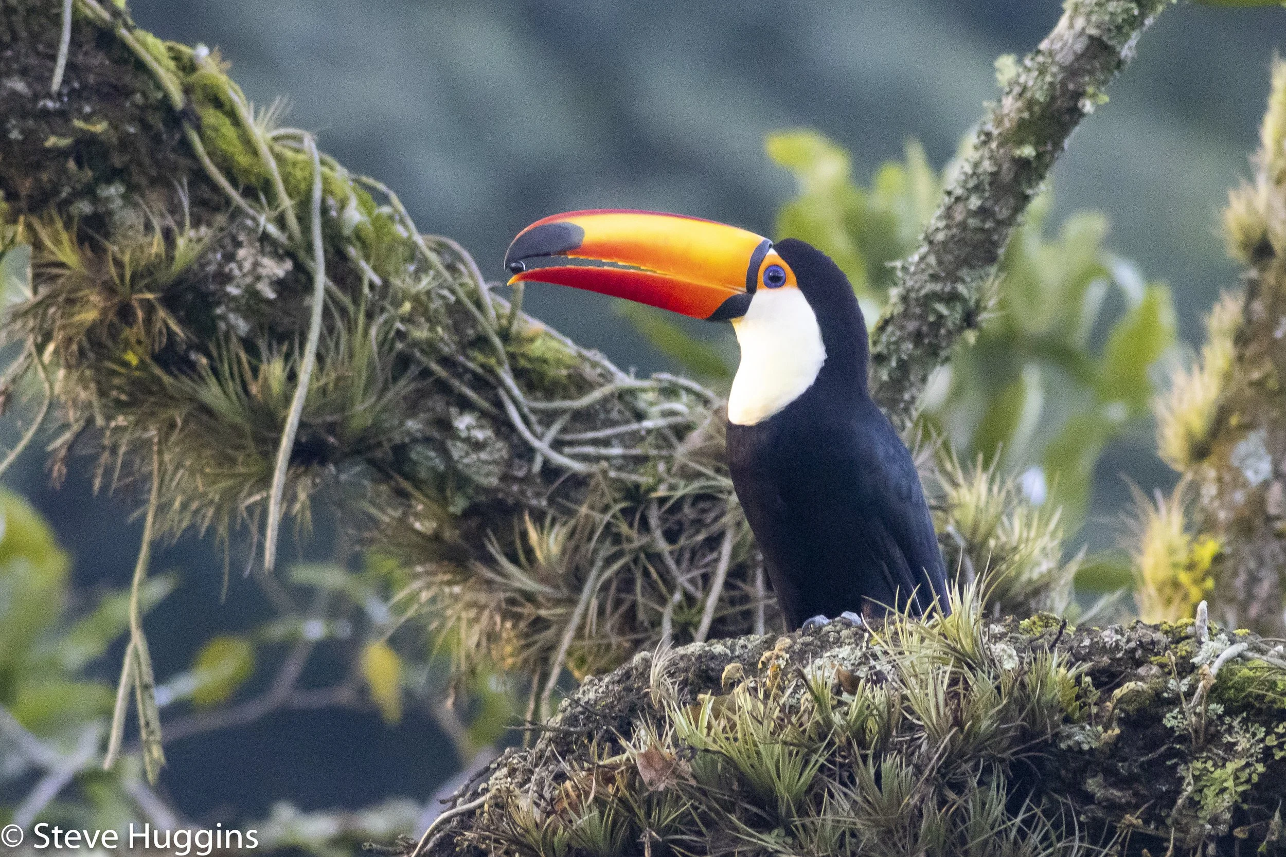 Toco Toucan