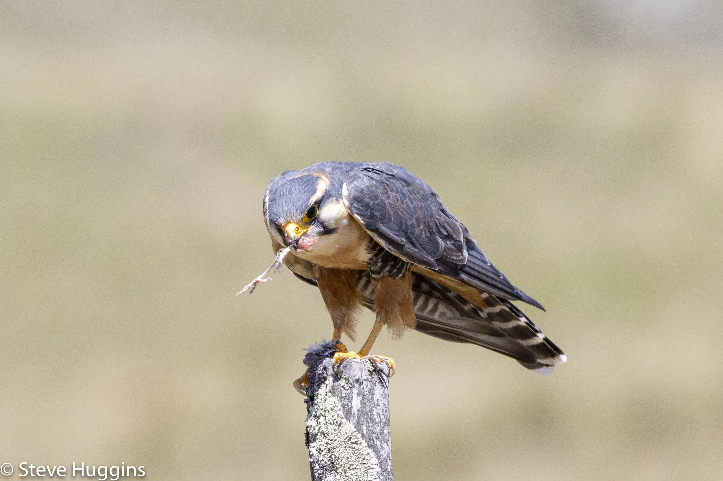 Aplomado Falcon