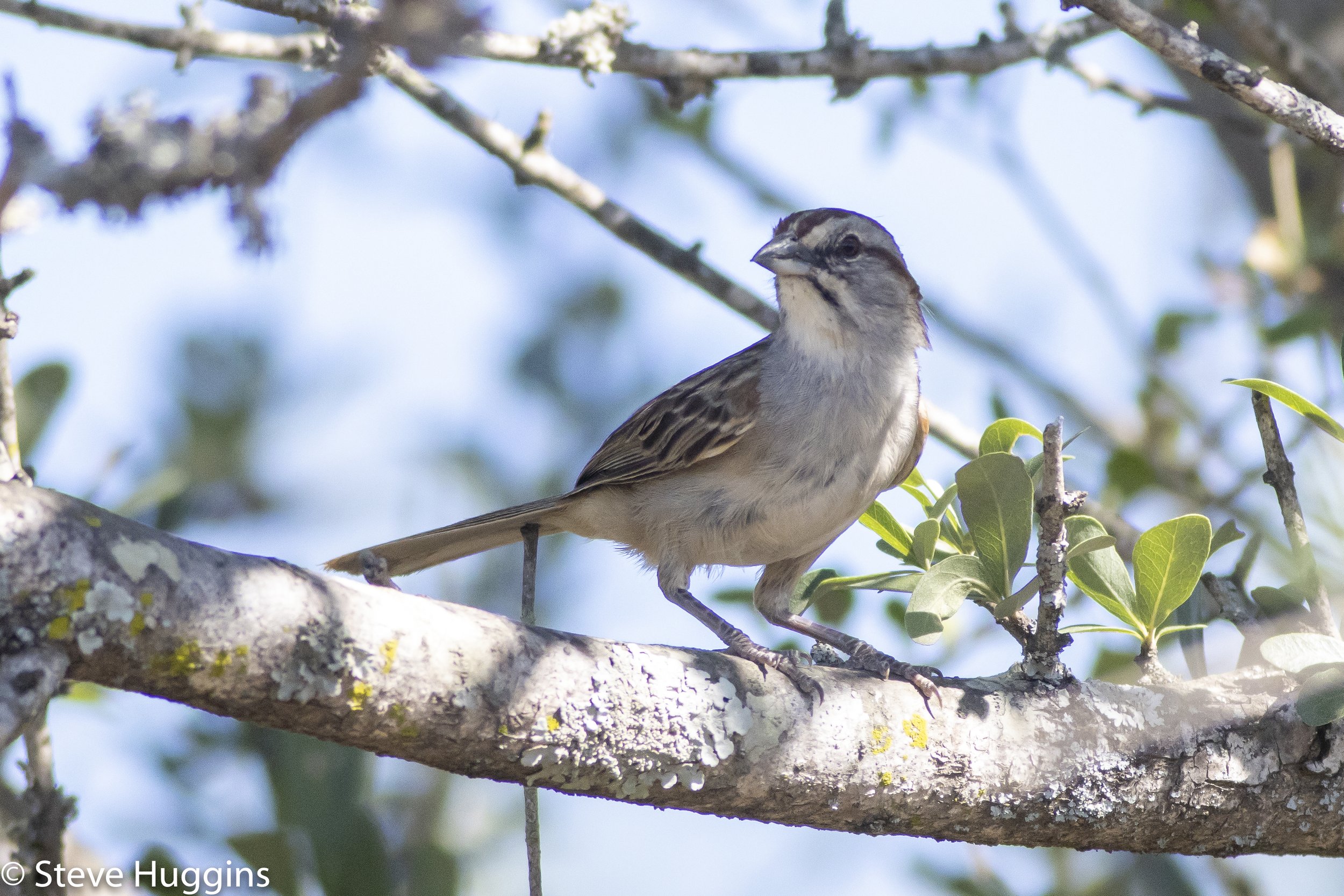 Chaco Sparrow