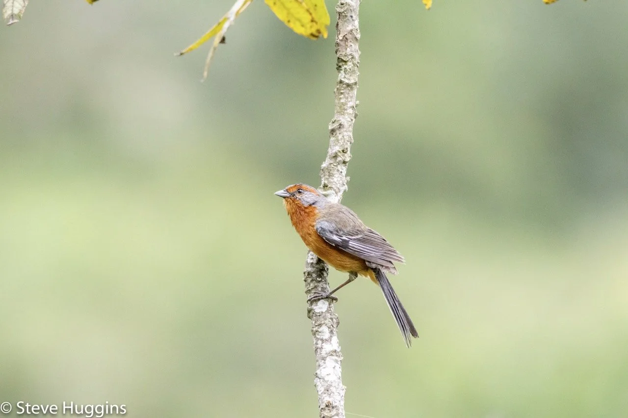 Rusty-browed Warbling Finch