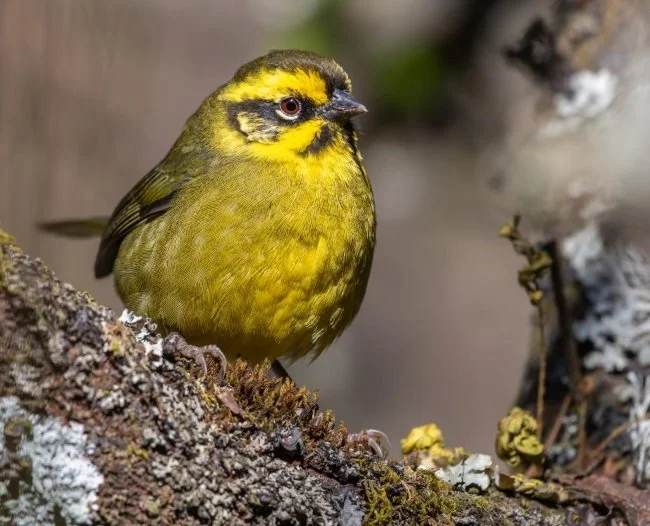 Yellow-striped Brushfinch
