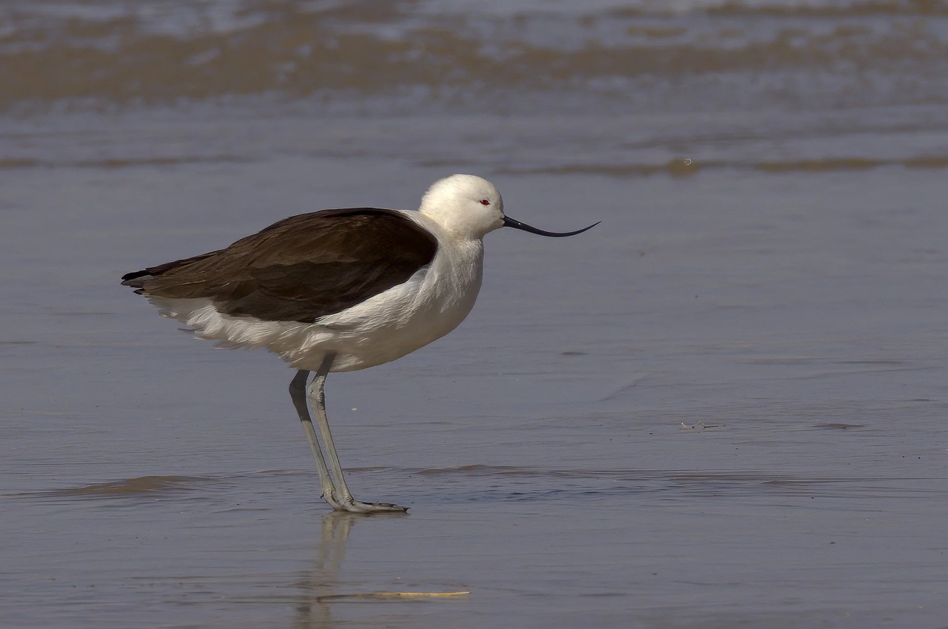 Andean Avocet