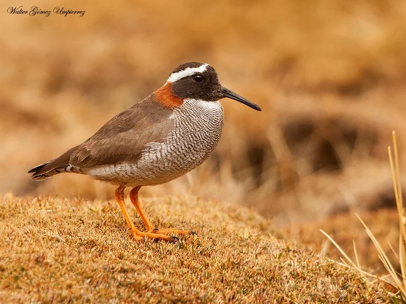 Diademed Sandpiper-Plover