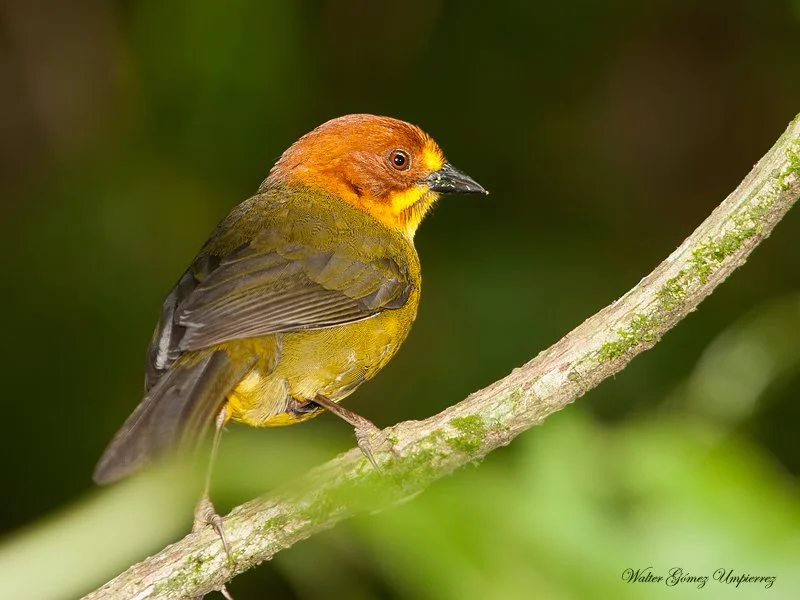 Fulvous-headed Brushfinch
