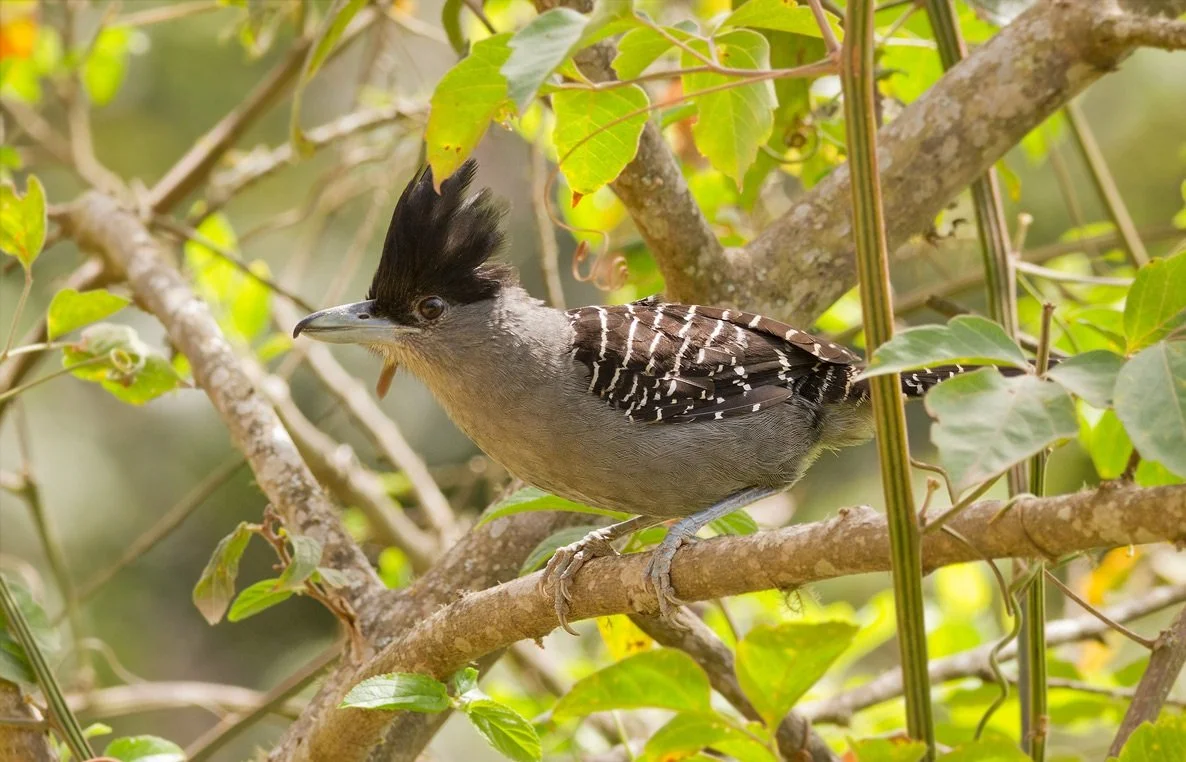 Giant Antshrike