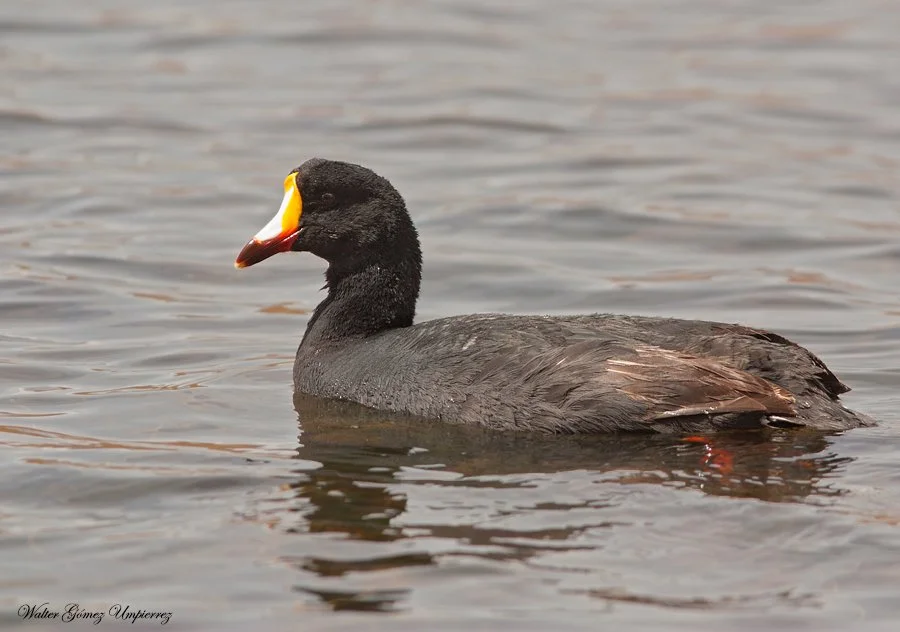 Giant Coot