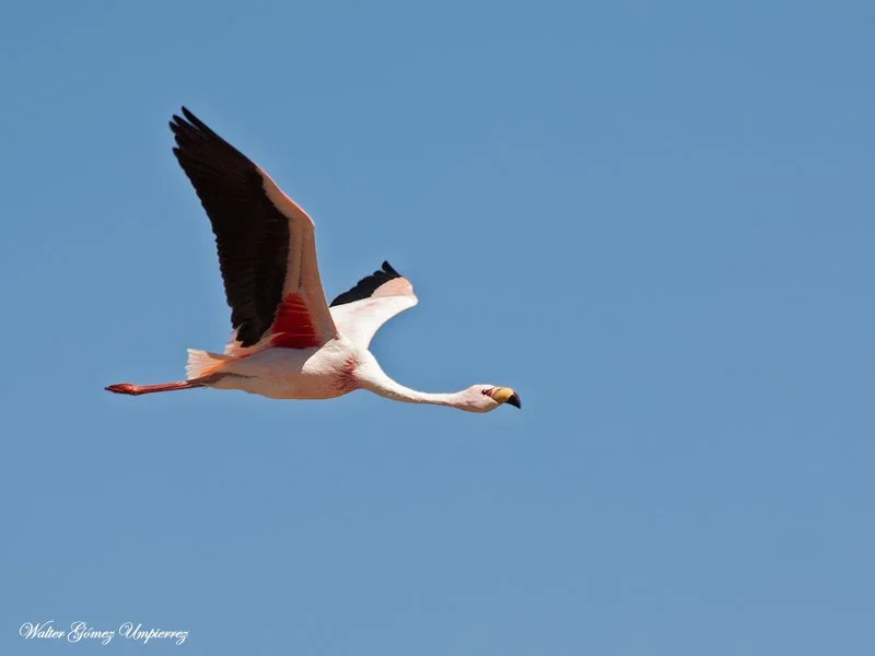 James's Flamingo