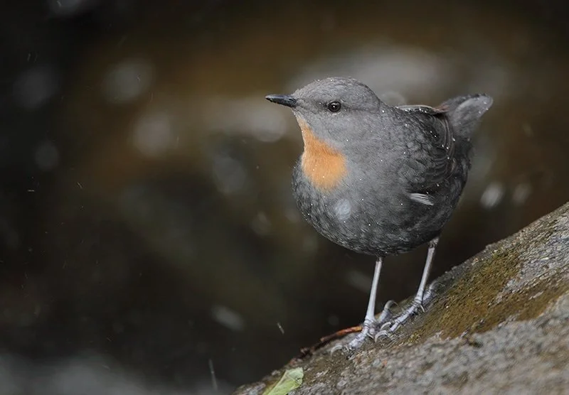 Rufous-throated Dipper