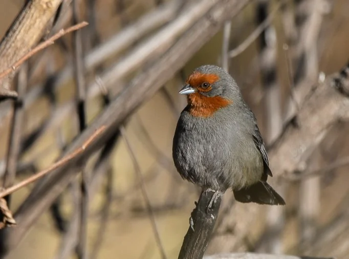 Tucuman Mountain Finch