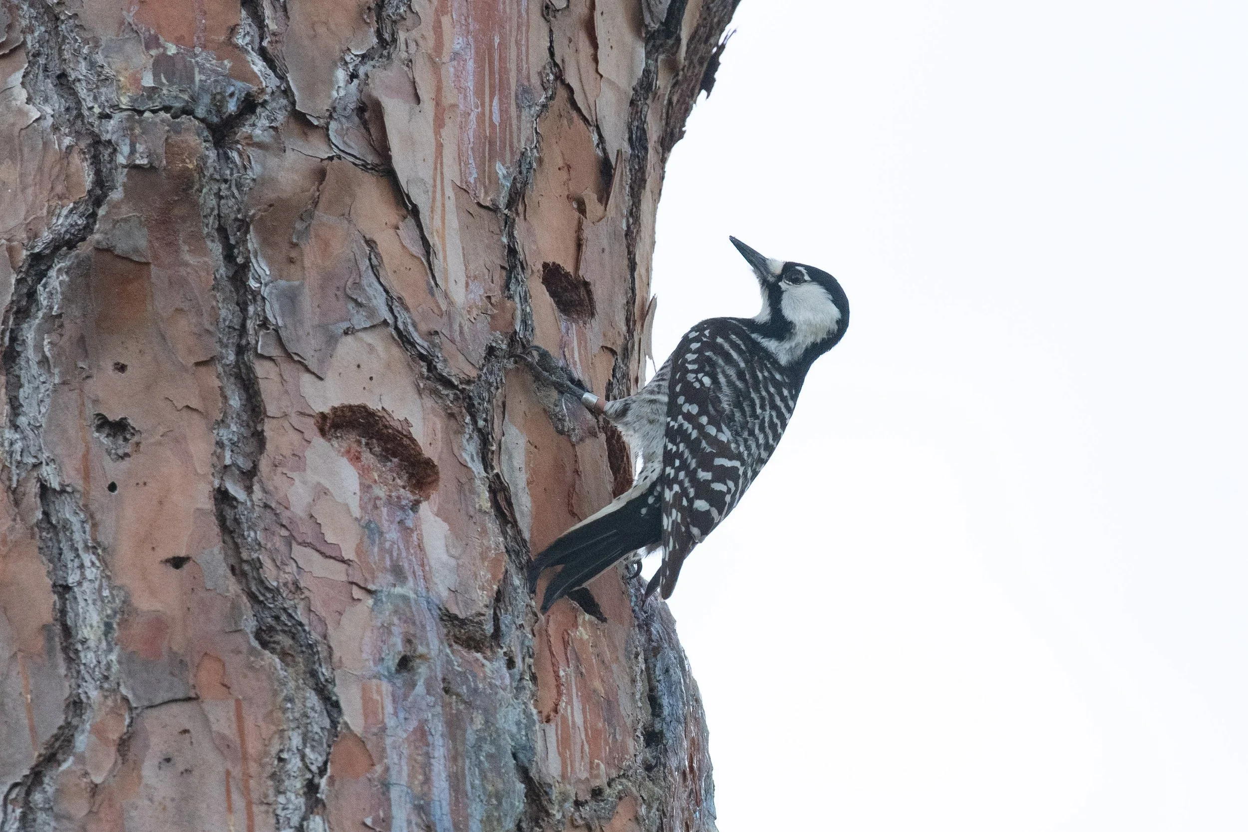 Red-cockaded Woodpecker