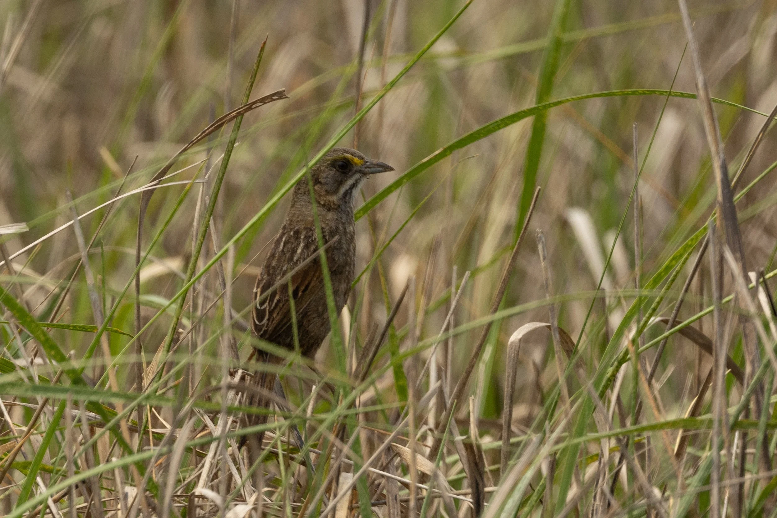 Seaside Sparrow