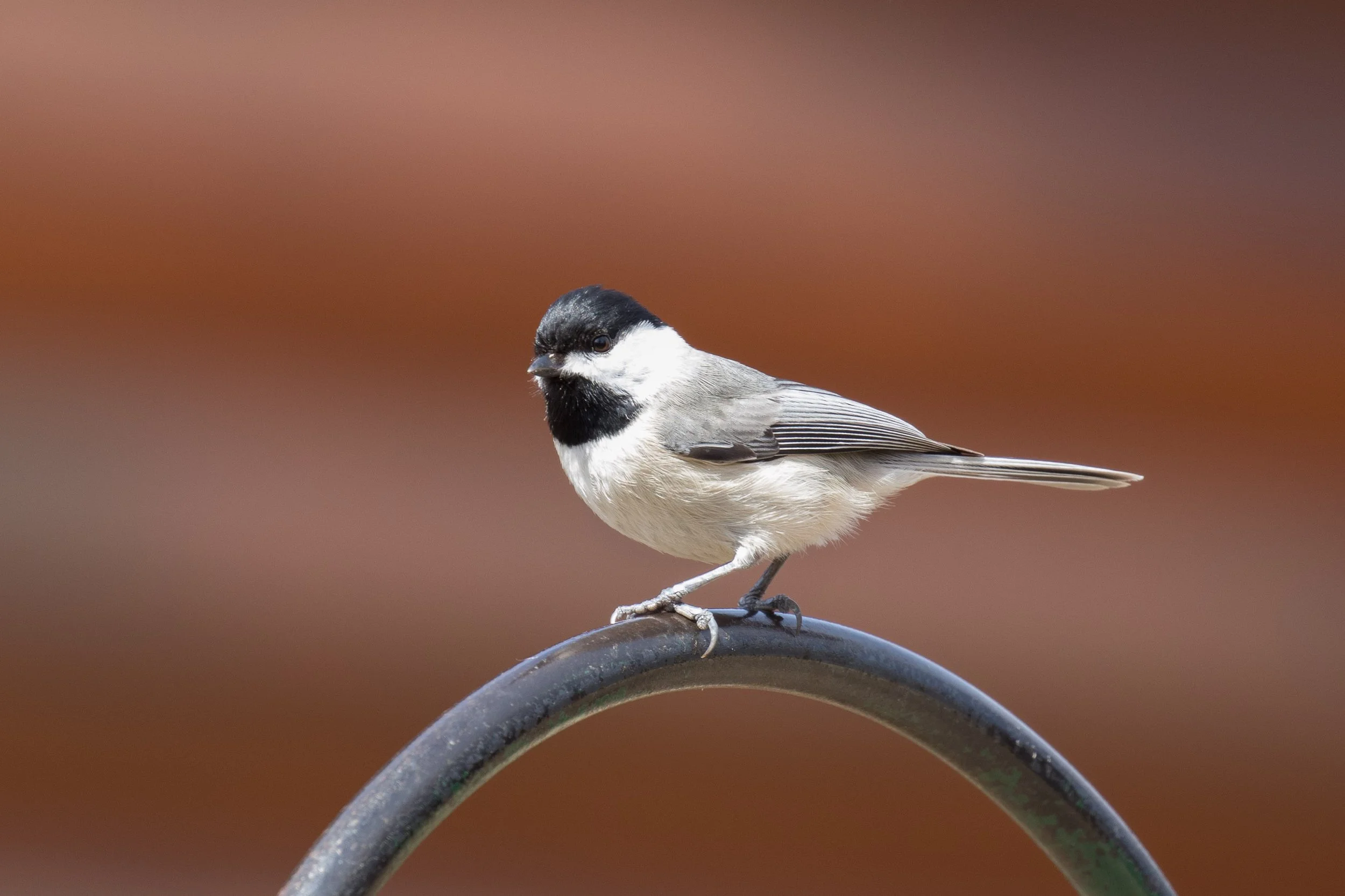 Carolina Chickadee