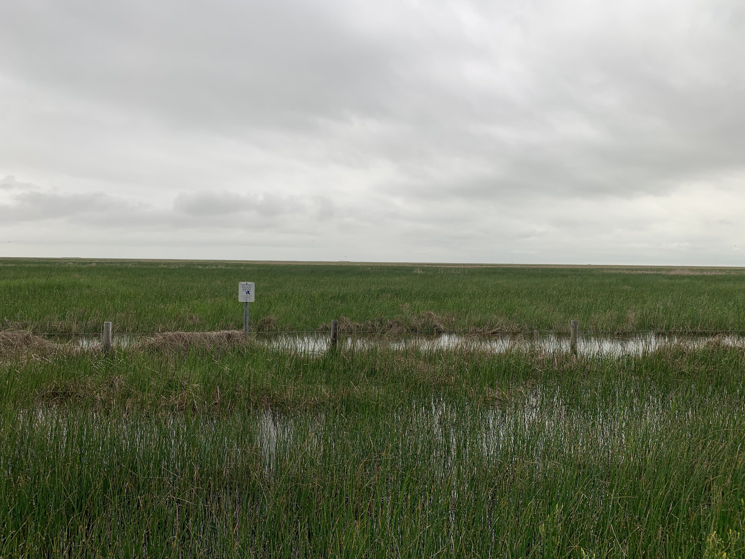 Gulf Coast wetland habitat