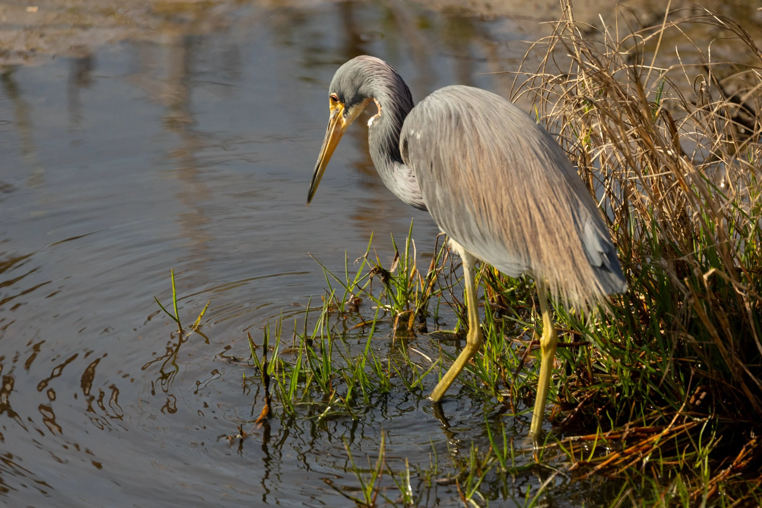 Tricolored Heron