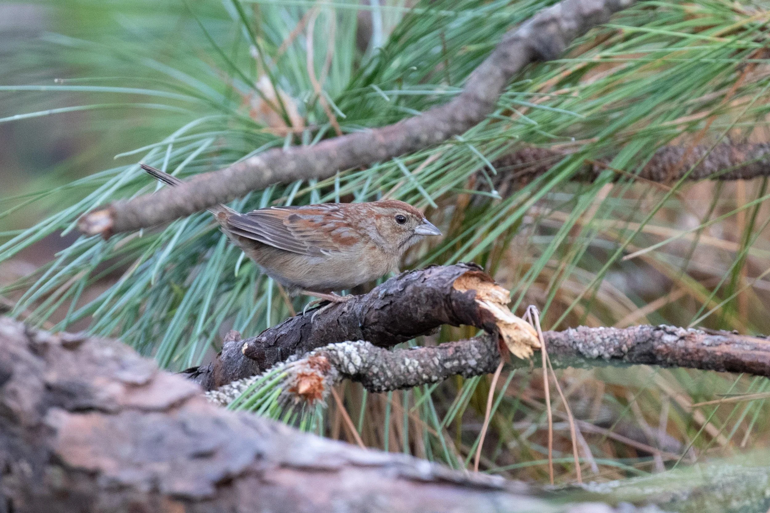 Bachman's Sparrow