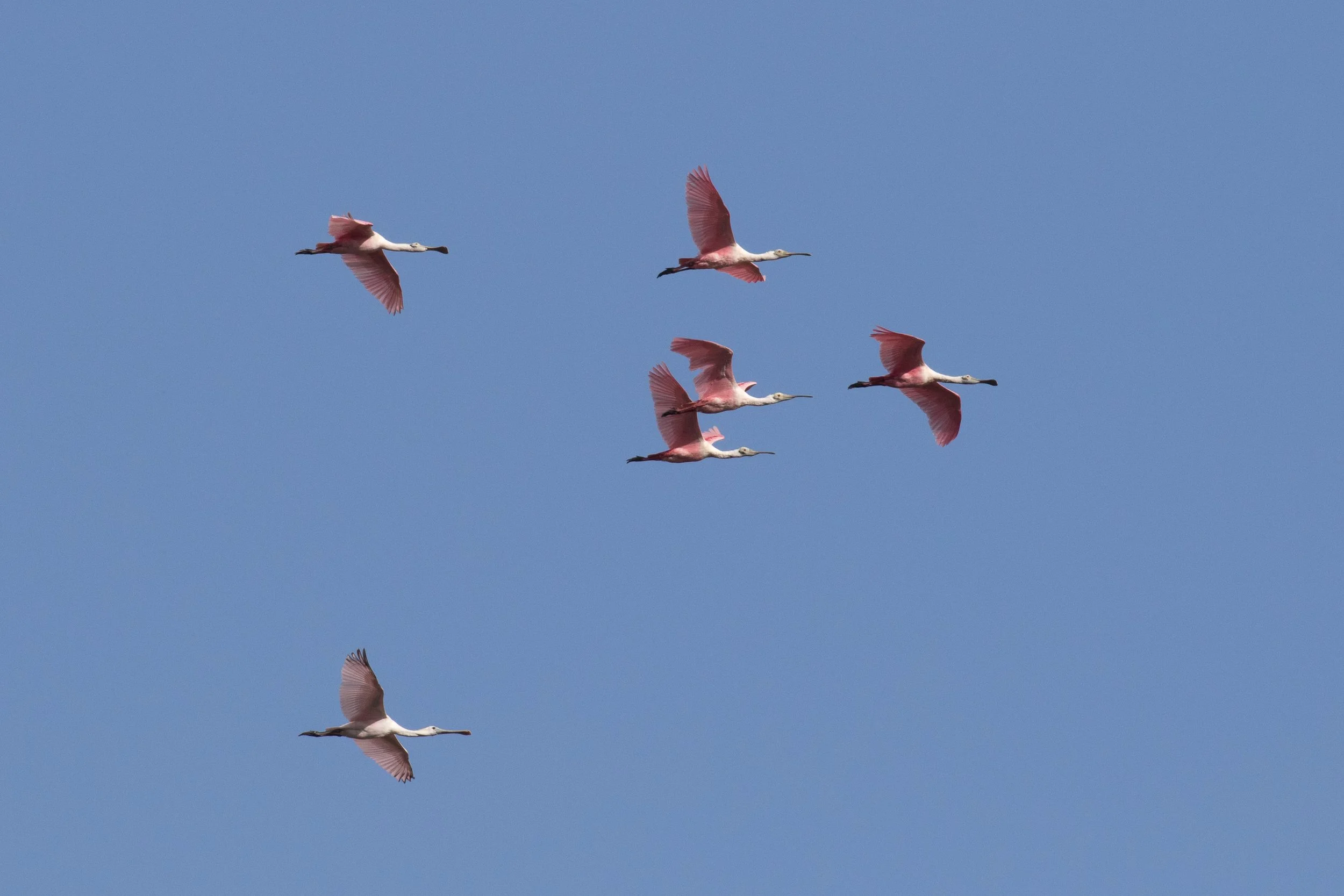 Roseate Spoonbill