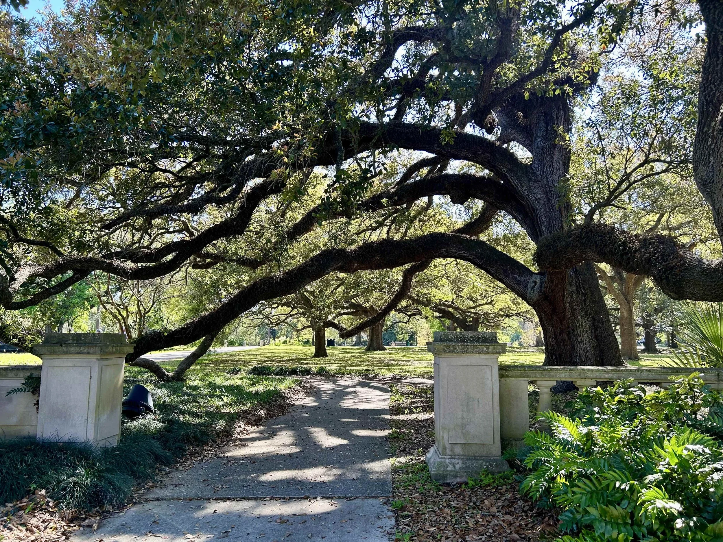 Live oak scene