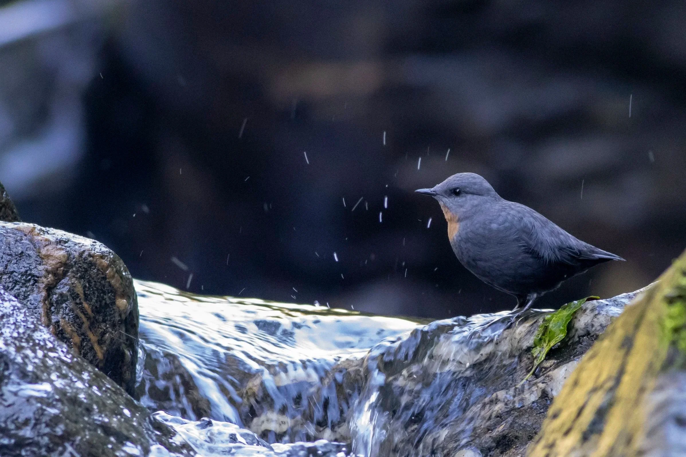 Rufous-throated Dipper-2914.jpg