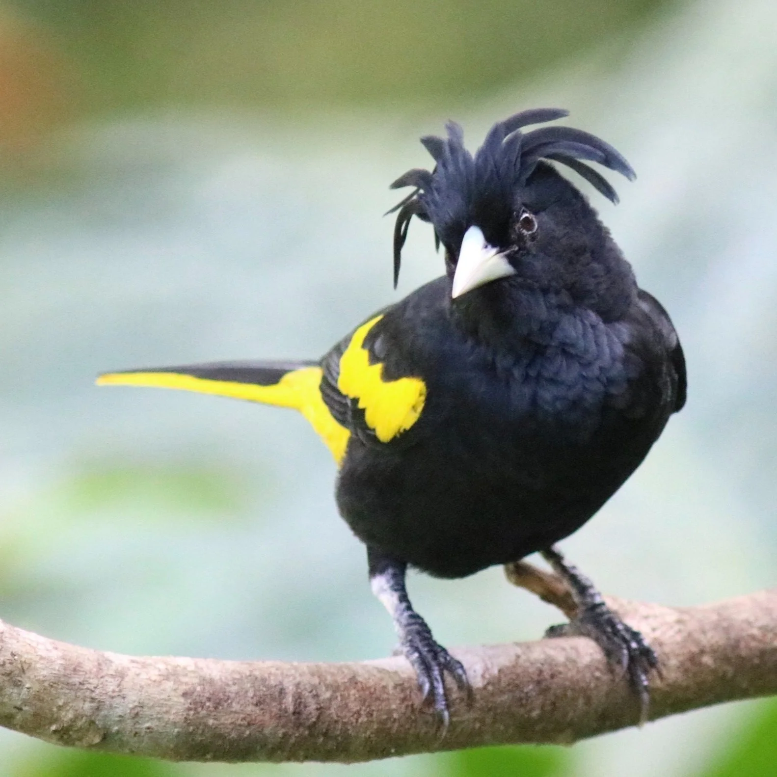 2024 — Red Hill Birding