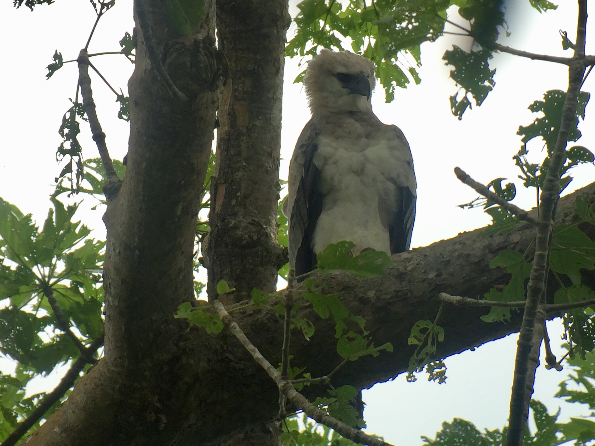 Harpy Eagle