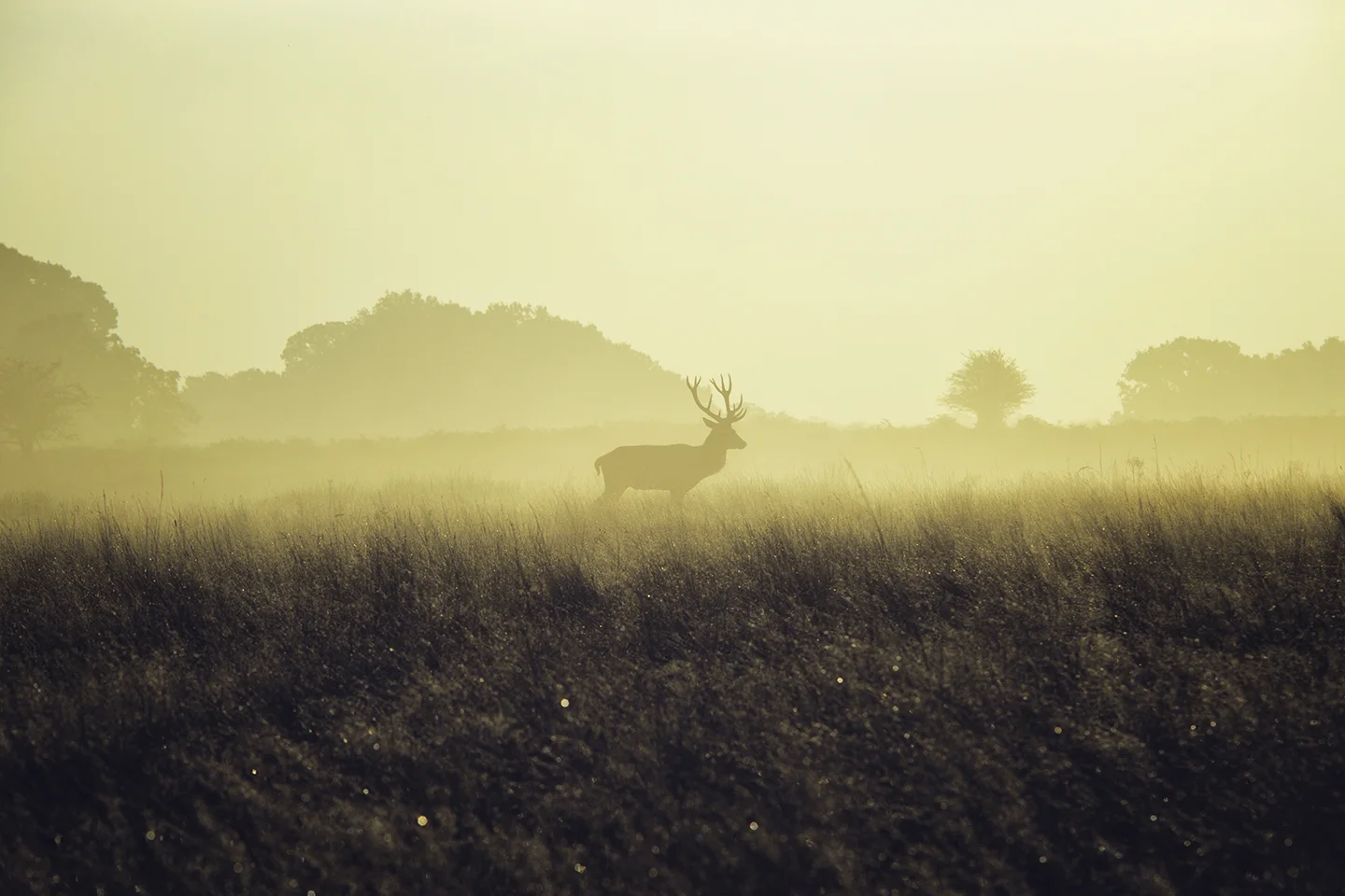 4D5A0311-preview1.jpg