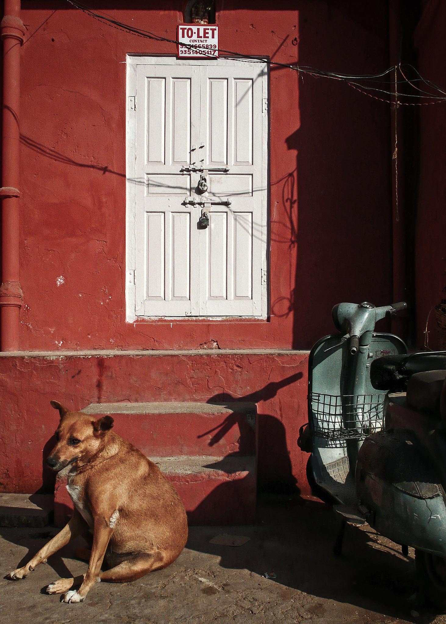 Lazy fat dog at the white door ... Jaipur 2007