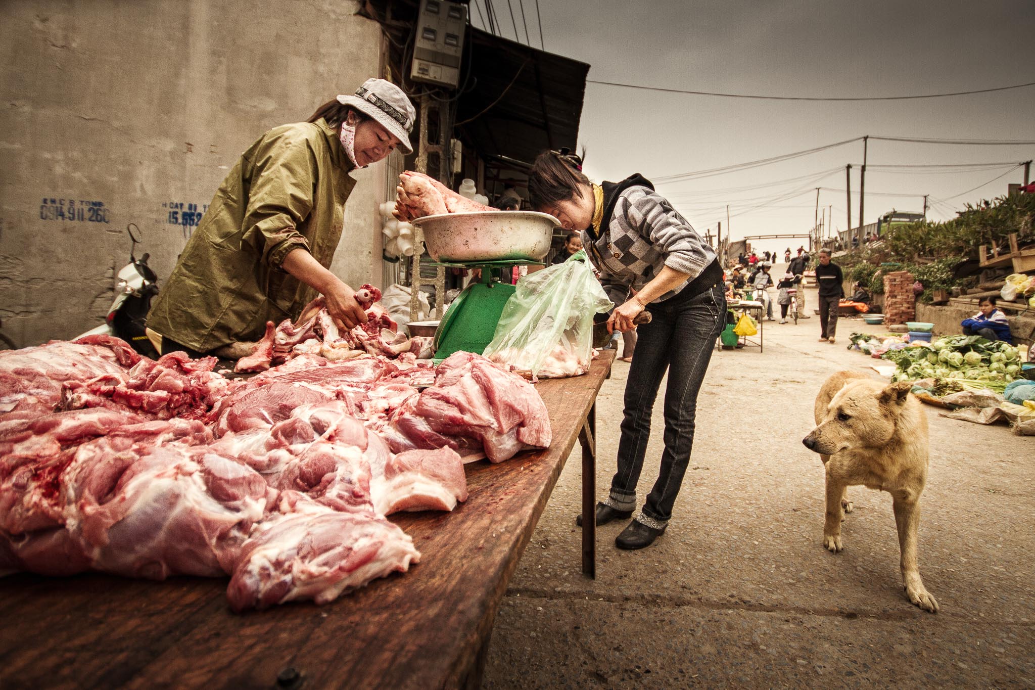 The Hungry Dog ...
