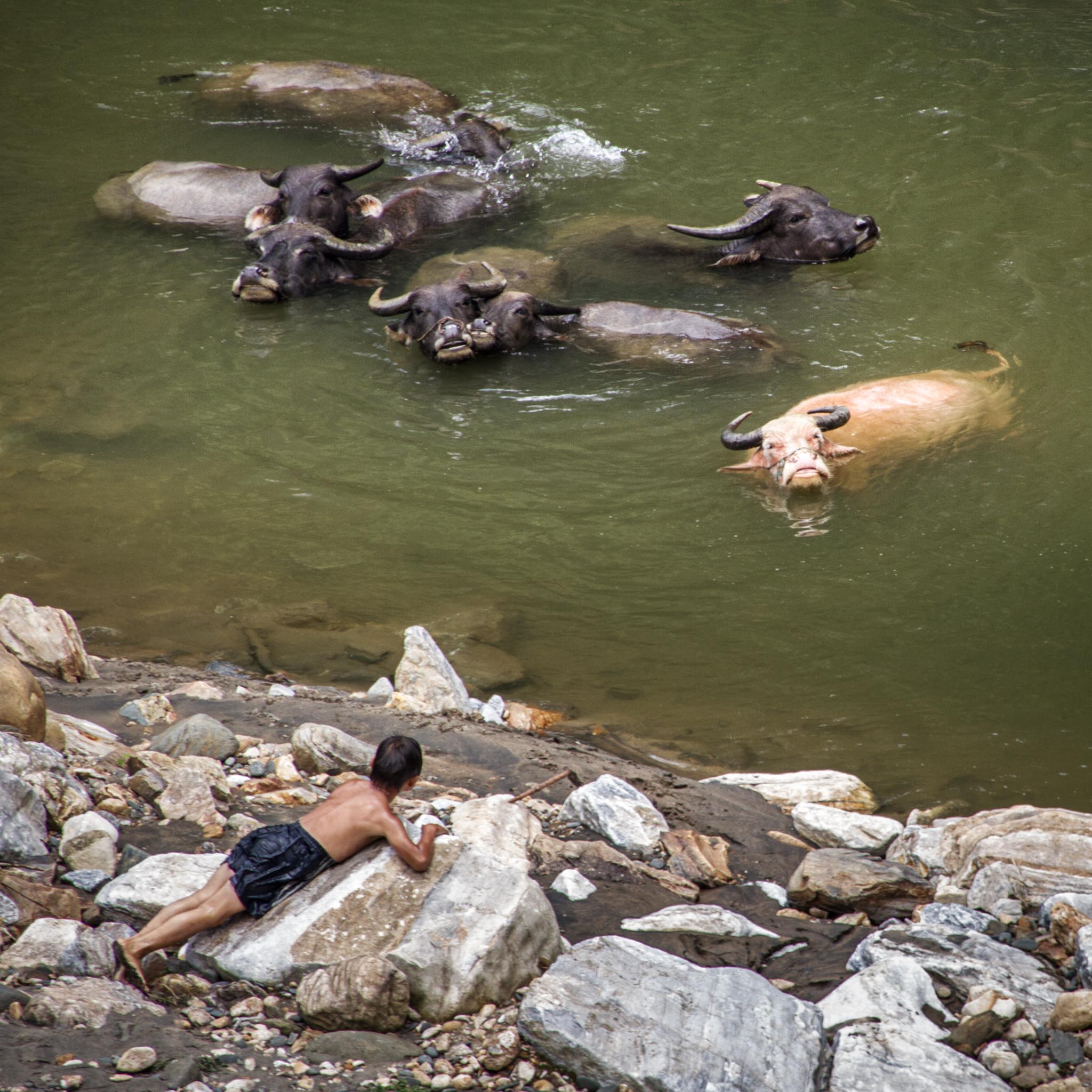 The Buffalo Herder