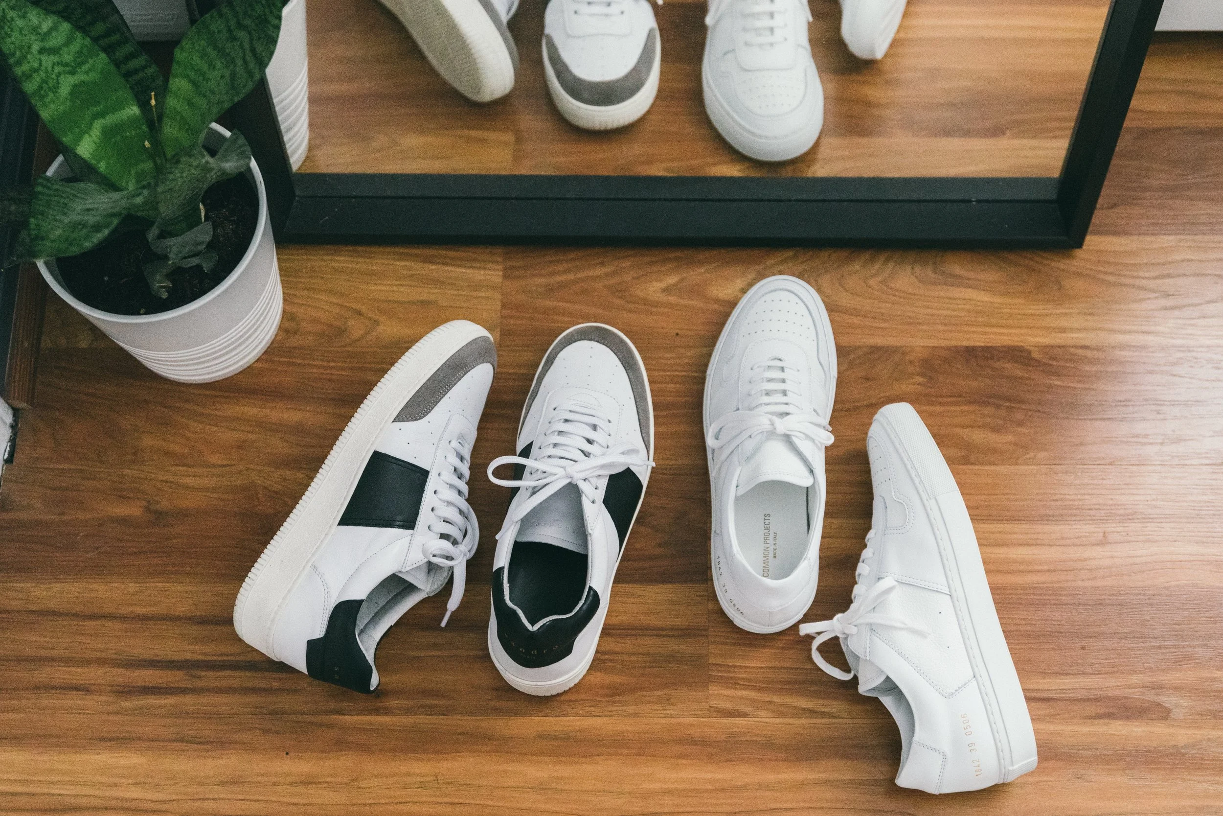common-sandro9704.jpg