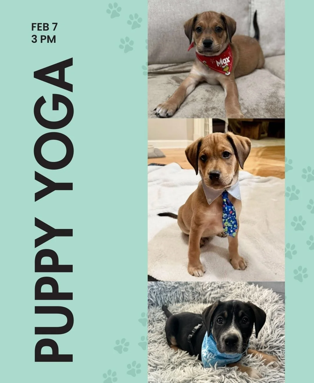 Puppy Yoga is back! 🐶 Join Paige for Puppy Yoga this Saturday, Feb 7 at 3 PM.

This donation-based class supports Unchained Melodies Dog Rescue. Space is limited and this event always fills up, so be sure to sign up in advance.

$20 minimum donation