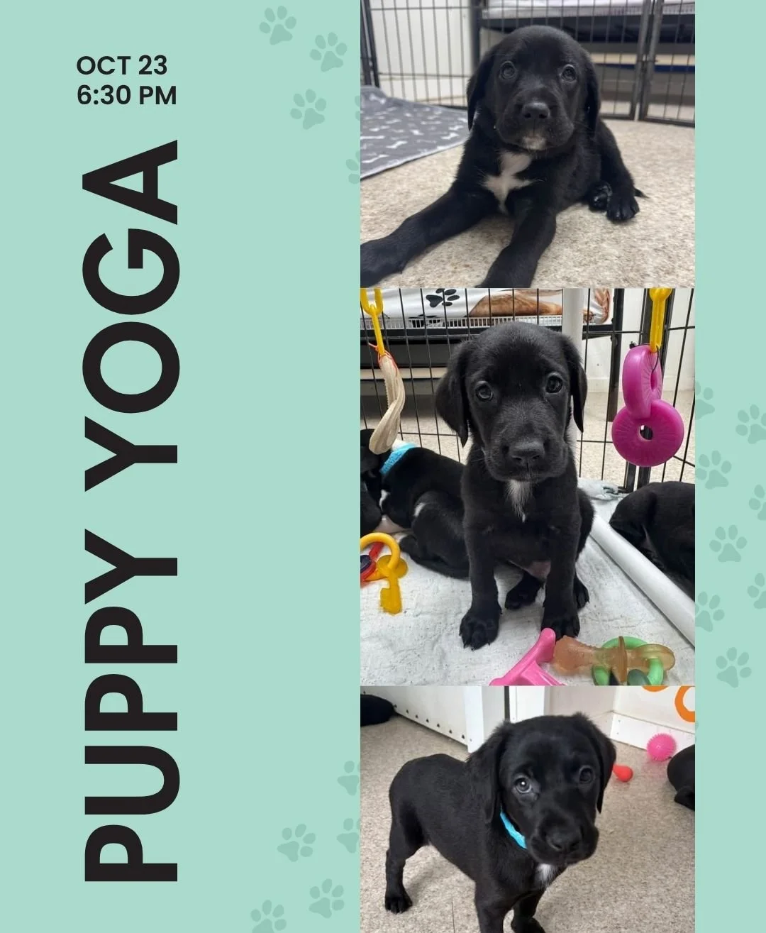 Puppy Yoga is back! 🐶 Join Paige for Puppy Yoga next Friday, Oct 23 at 6:30 PM.

This donation-based class supports Unchained Melodies Dog Rescue. Space is limited and this event always fills up, so be sure to sign up in advance.

$20 minimum donati