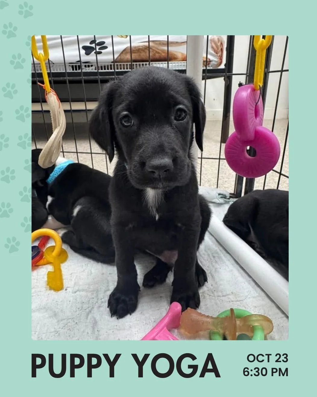 If you're a puppy lover this special class is for you!

Join Paige C as she leads puppy yoga! This is a donation based class to benefit Unchained Melodies Dog Rescue. Be sure to sign up ahead of time because this event always sells out! Donations can
