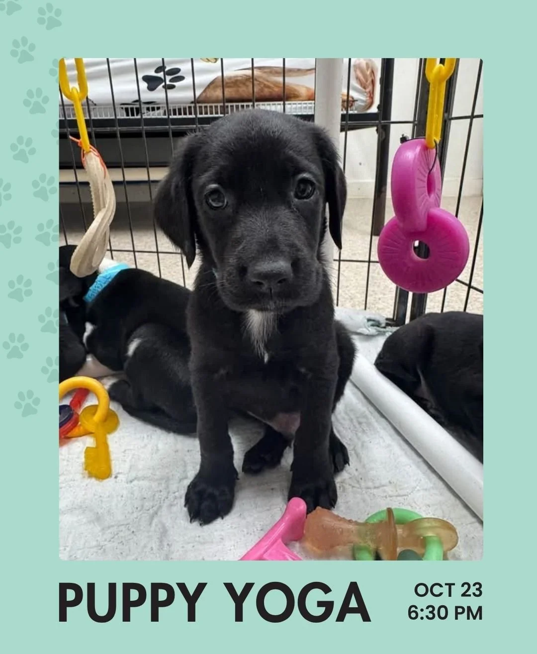 Puppy Yoga is this Friday! 🐶 Join Paige Oct 23 at 6:30 PM to supports Unchained Melodies Dog Rescue. Space is limited and this event always fills up, so be sure to sign up in advance.

$20 minimum donation recommended (cash preferred, cards accepted