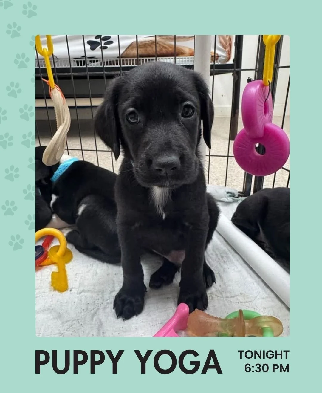 Puppy Yoga is tonight! 🐶 Join Paige for Puppy Yoga tonight at 6:30 PM.

This donation-based class supports Unchained Melodies Dog Rescue. Space is limited and this event always fills up, so be sure to sign up in advance.

$20 minimum donation recomm