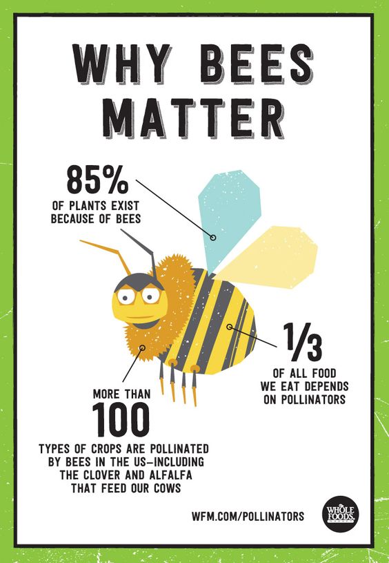 Our friends at Whole Foods created this beautiful illustration showing us why bees matter. Take a read!