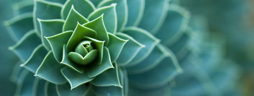 Permaculture for Peace(1).png