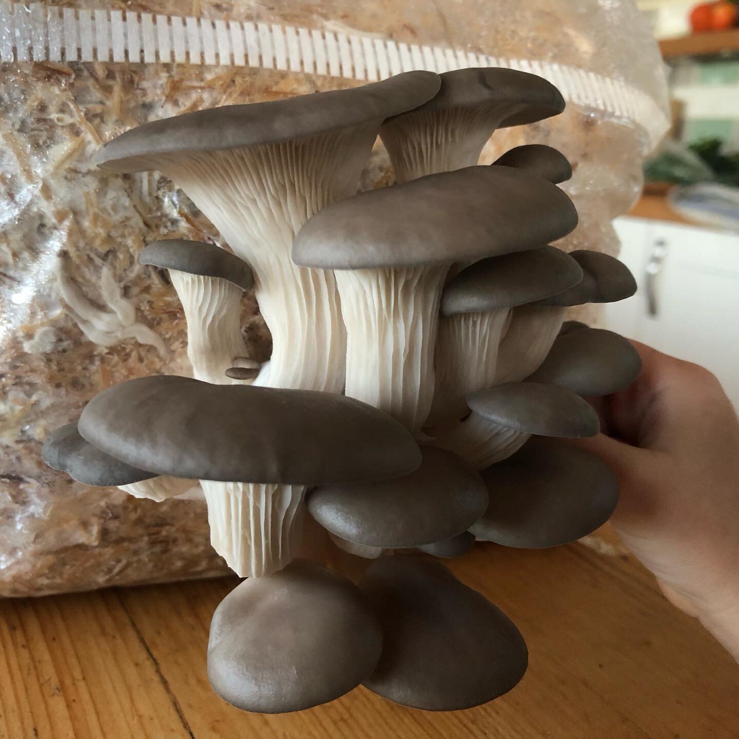 Yammy oyster mushrooms on Sunday morning pancakes just 4 weeks after making the bags with @adisurbanmushrooms on our Permaculture Design Course @theremakerylondon 

_______________________
#pdc #permaculture #permaculturedesigncourse #mushrooms #oyst