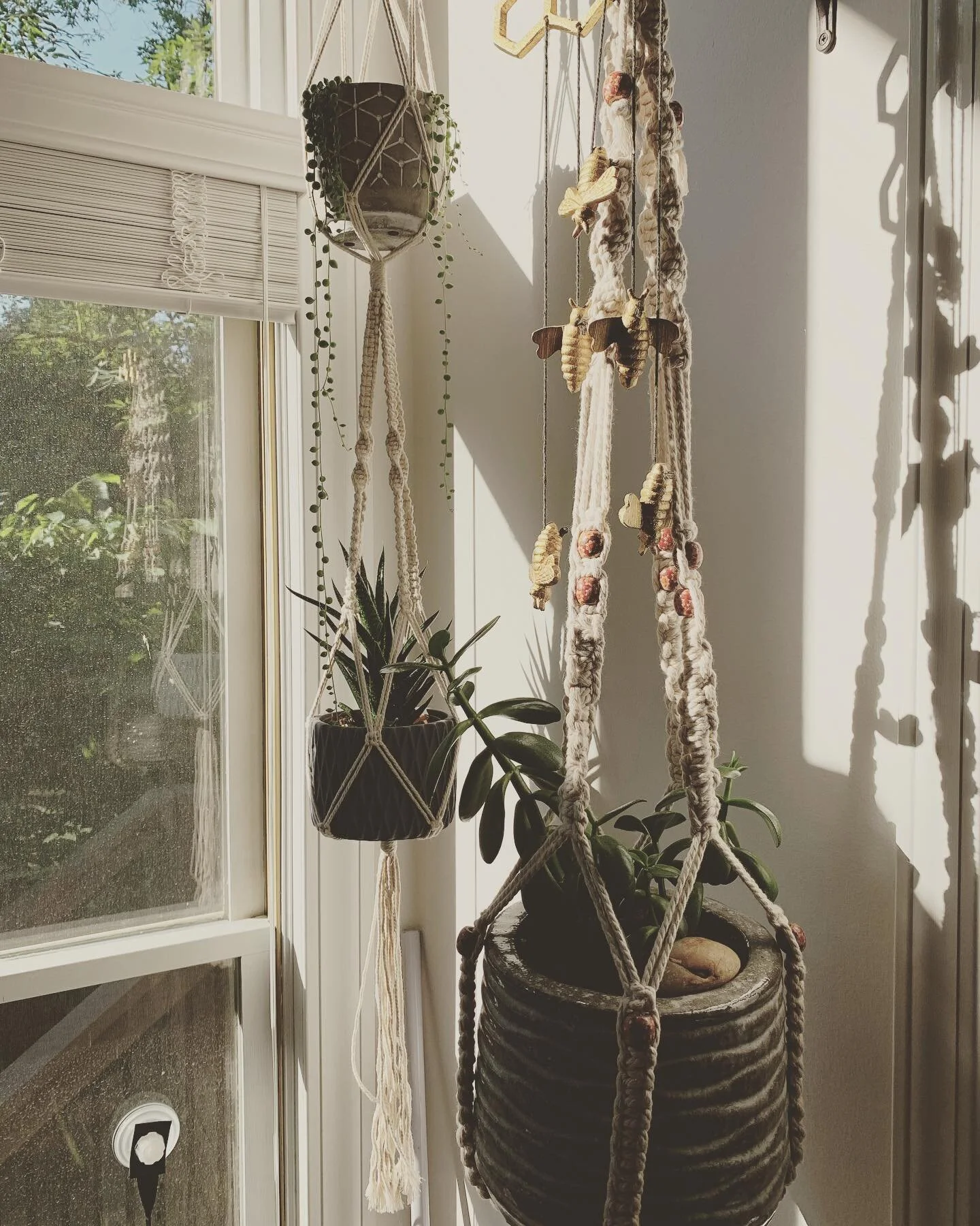 Happy little plants.
#houseplants #plants #houseplantsofinstagram