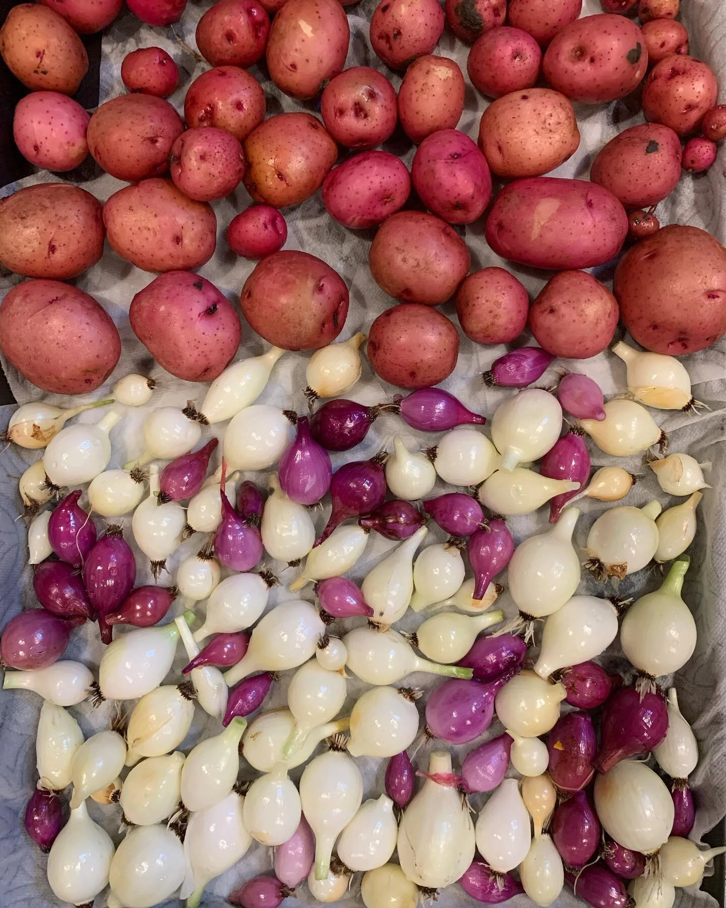 Garden stuff from today.
#potatoes #onions #purple #homegarden