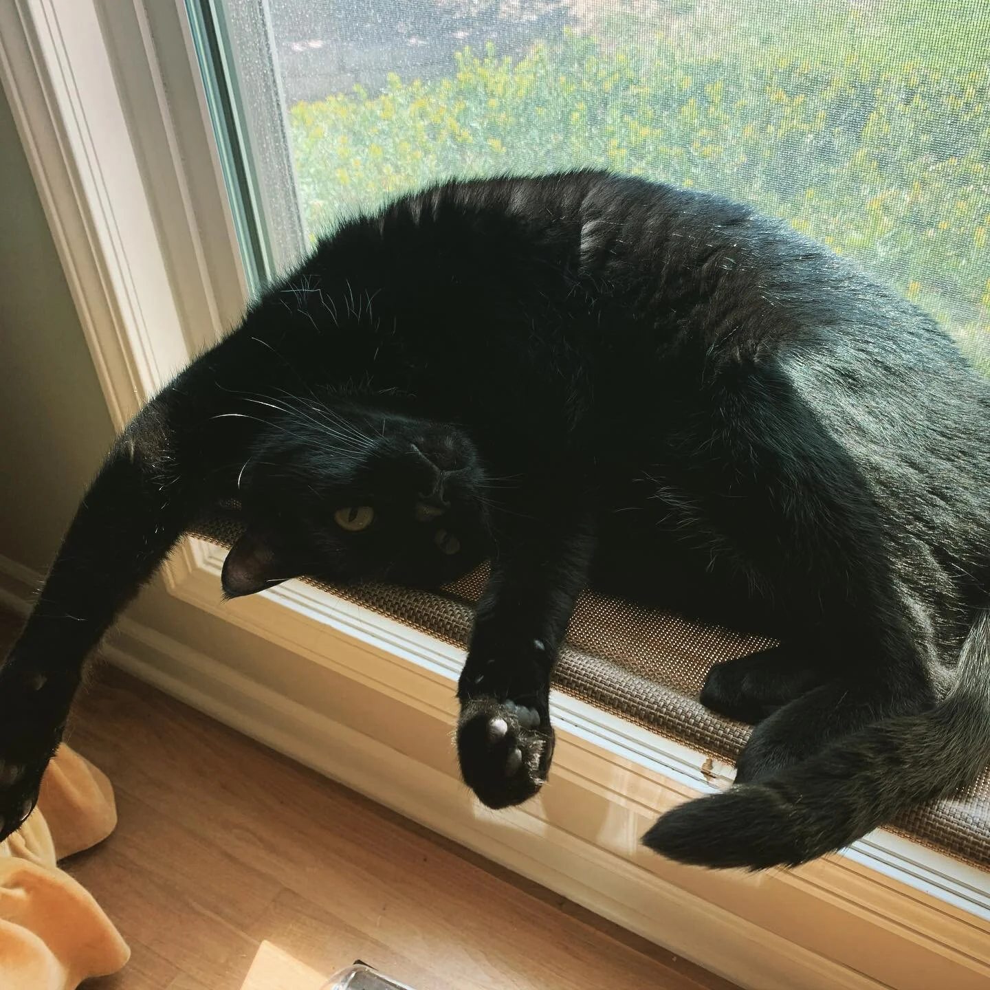 Chillin
#catvibes #coolcats #black