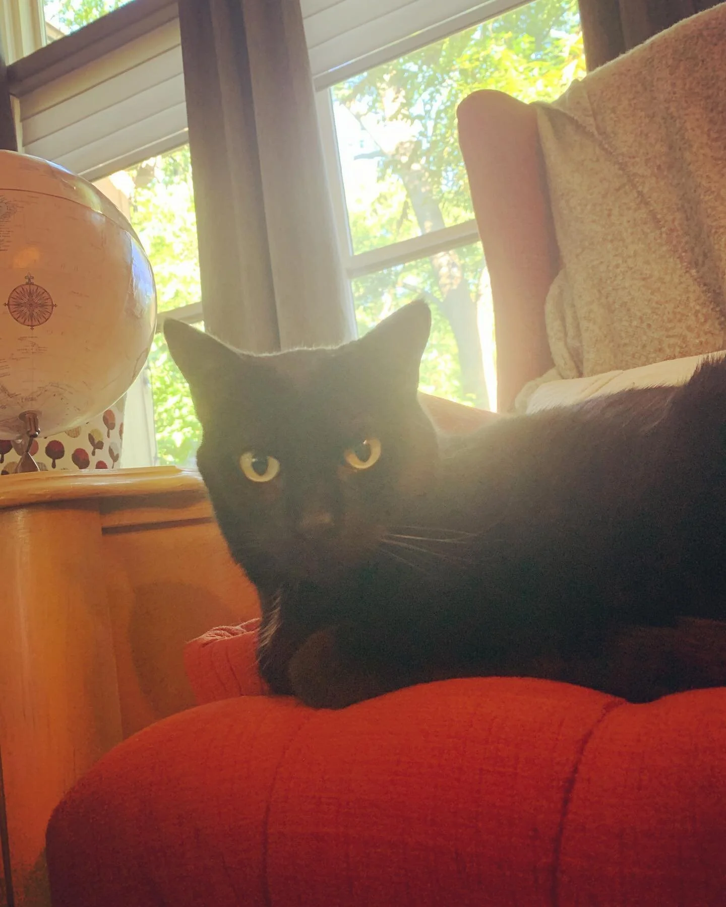 Regalaxing 
#regal #relaxing #catsofinstagram