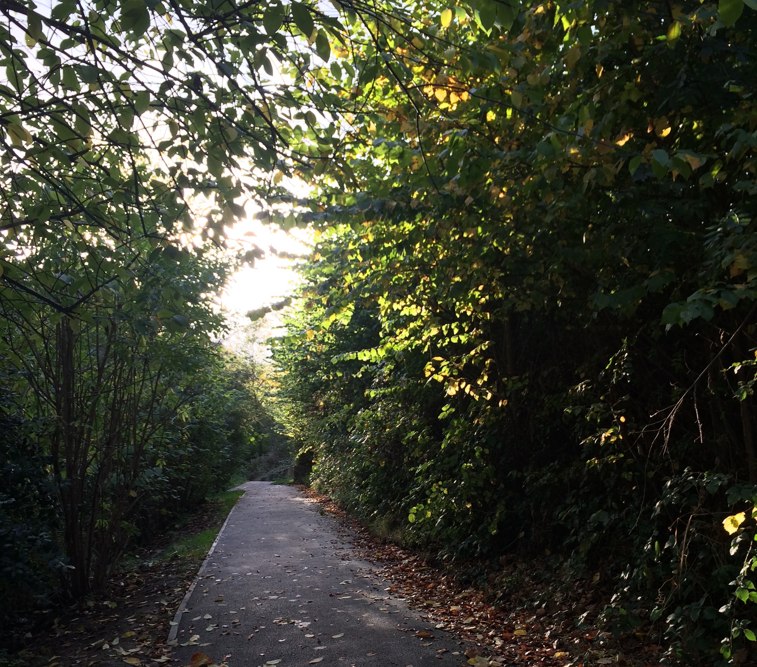 10 of our favourite songs to listen to while walking through nature