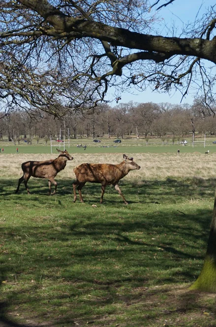 Go-jauntly-richmond-park-deer-forest-explore-london.jpg