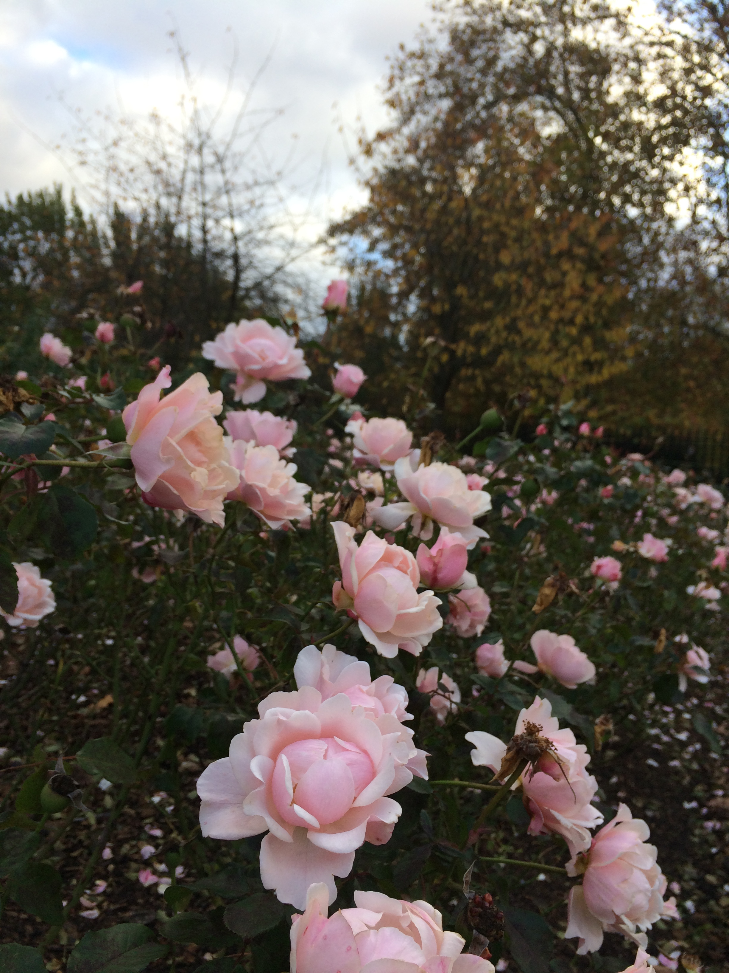regents-park-primrose-hill-roses