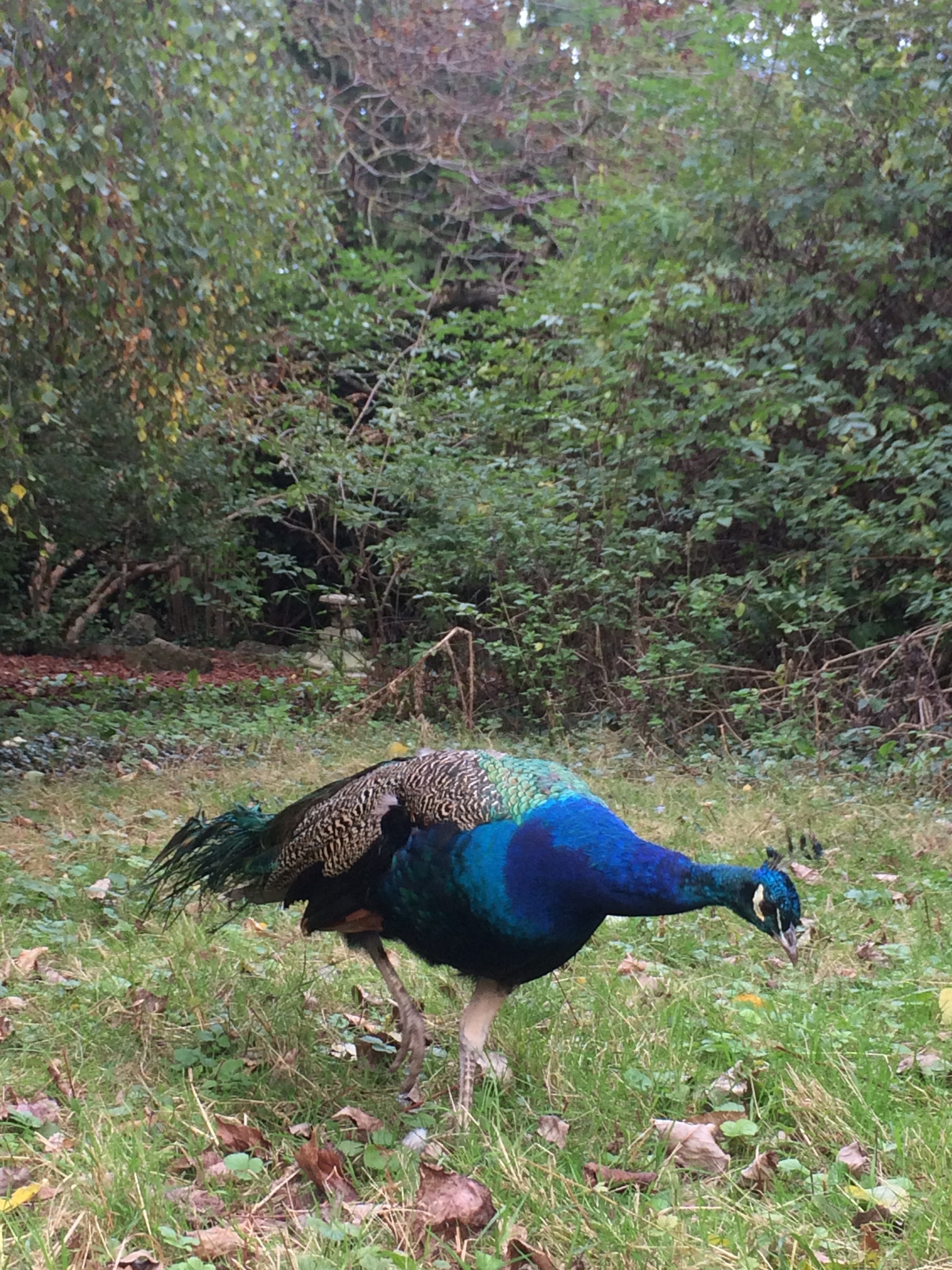 holland-park-peacock