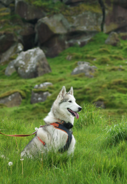 Look at this happy Husky enjoying Go Jauntly
